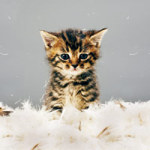 Kitty - DesignMaster