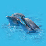 3 Delfine - DeinDesign