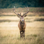 König des Waldes - DeinDesign