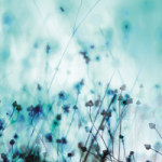 Blue  - Mareike Böhmer