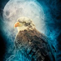 Eagle in the night - Greenfeed