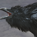 Rabe 1 - Wild and Free by Timo Wuerz