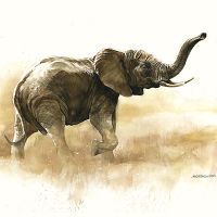 African Elephant - Wild and Free by Timo Wuerz