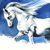 White Horse gray - Wild and Free by Timo Wuerz