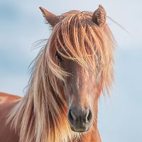 Isländer - Barefoot Born Designing