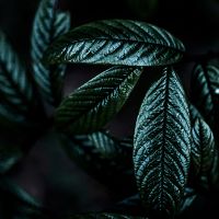 Dark leaves - Mareike Böhmer