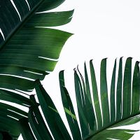Palm leaves 1 - Mareike Böhmer