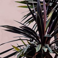 Palm leaves 17 - Mareike Böhmer