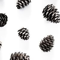 Pine cones 2 - Mareike Böhmer
