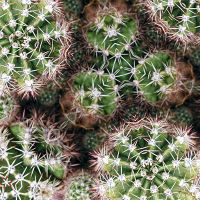 Botanischer Garten M106 - Reality Pattern