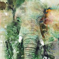 A Touch of Africa - Riza Peker