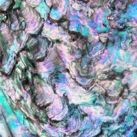 Iridescent Shell - cafelab - Emanuela Carratoni
