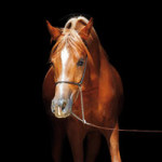 Arabisches Vollblut - DeinDesign