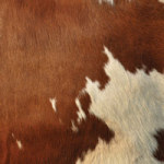 Kuhfell Look - DeinDesign