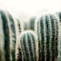 Kaktus 1 groß - Mareike Böhmer