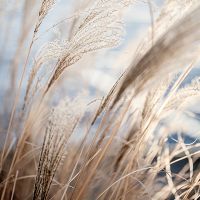 Gras 5  - Mareike Böhmer