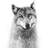 Der Wolf und der Wald - cafelab - Emanuela Carratoni