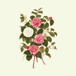 Camellia - Bridgeman Art
