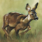 Reh - Wild and Free by Timo Wuerz