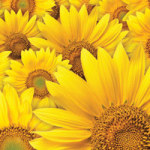 Sunflowers - DeinDesign