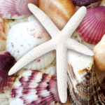 Strandgut - DeinDesign