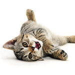 Sich wälzende Katze - DeinDesign