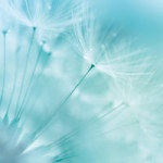 Dandelion - DeinDesign