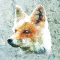 Fara Fox - Ancello