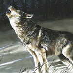 Wolf - Wild and Free by Timo Wuerz