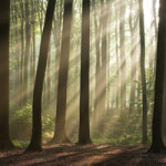 In the forest - DeinDesign