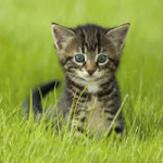 Samtpfote - DeinDesign