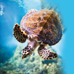 Schildkröte - DeinDesign