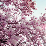 Spring 2 - Mareike Böhmer