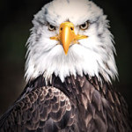 Eagle - DeinDesign