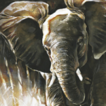 Elefant - Wild and Free by Timo Wuerz