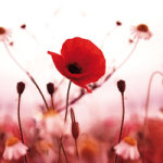 Red Flowers - DeinDesign