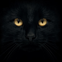 Tom Cat - DeinDesign