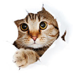 Ein kleiner Entdecker - DeinDesign