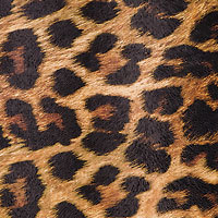 Leo Print - DeinDesign