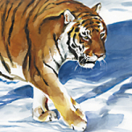 Tiger 3 - Wild and Free by Timo Wuerz