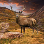 Majestic Stag - DeinDesign
