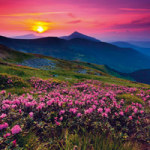 in the meadows - DeinDesign