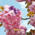 Gelini - Blumen Nickerchen - Gelini