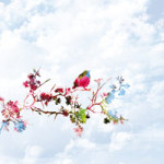 Cherry Blossoms - Mariequita