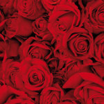 Bed Of Roses - Hotvisions