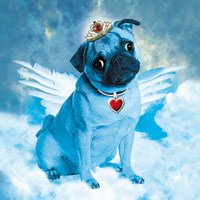 Mops Blue Angel - Margarita Kriebitzsch