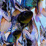 Goldfish Pattern - Hien Le