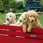 Vitakraft Welpen - DeinDesign