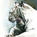 weißer Tiger - Wild and Free by Timo Wuerz