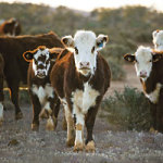 Cattle - DeinDesign